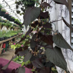 Ipomoea Solar Tower