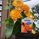 Lantana Evita Orange