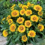 Gaillardia - Arizona Apricot