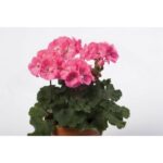 Geranium- Darko Pink