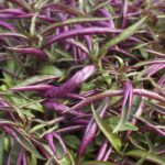 Alteranthera - Red Threads