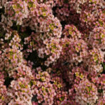 Alyssum - Easter Bonnet Peach