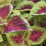 Coleus - Premium Sun Watermelon