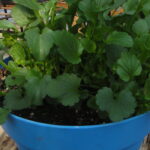 Grab and Go Planter 5562