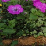 Grab and Go Planter 5564