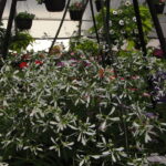 Grab and Go Planter 5571