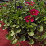 GH 1 W line 10" SF hanging basket