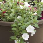 Grab and Go Planter 5441