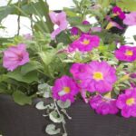 Grab and Go Planter 5443
