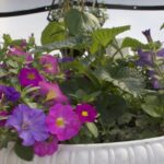 Grab and Go Container 5448