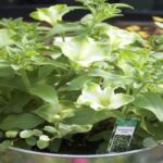 Grab and Go Planter 5449