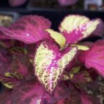 Coleus - Premium Sun Rose Lime Magic