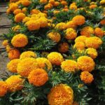 African Marigold- Marvel Orange 18''
