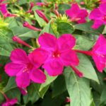 Mirabillis- Four O'Clocks