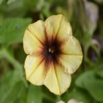 Petunia Cascadias