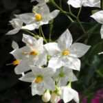 Solanum Jasminoides- Potato Vine