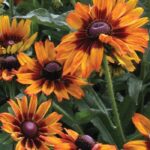 Rudbeckia