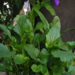 Grab and Go Planter 5576