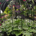 Grab and Go Planter - Birdcage