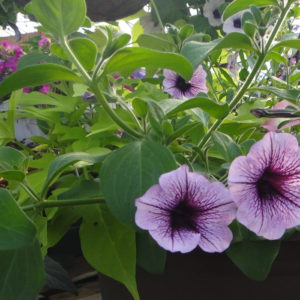 Grab and Go Planter 5567